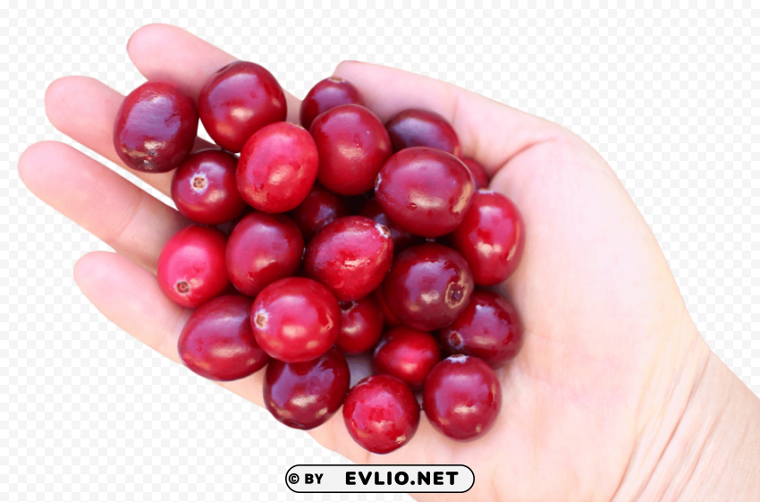 Hand with Cranberries HighQuality Transparent PNG Isolated Artwork