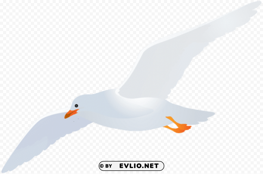 seagull HighQuality PNG with Transparent Isolation