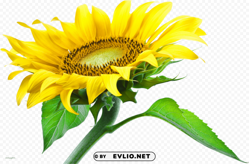 sunflower PNG Isolated Object with Clear Transparency