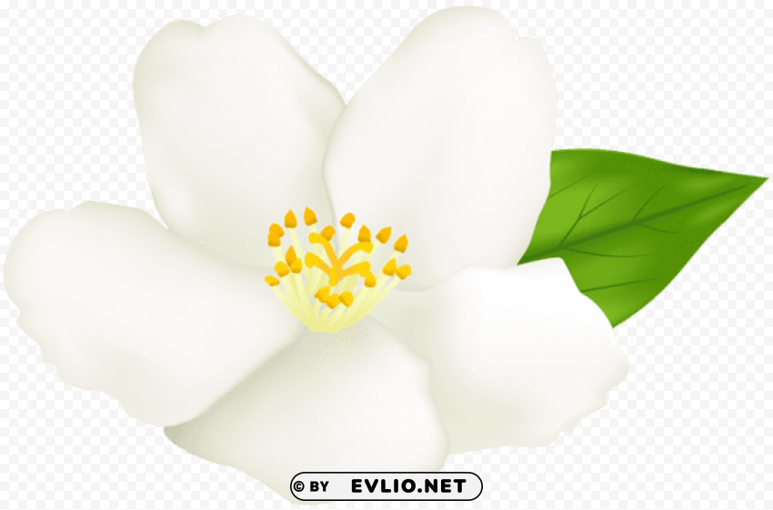 White Flower Transparent Clear Background PNG Isolated Subject