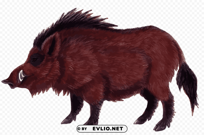 wild boar Clear PNG pictures compilation