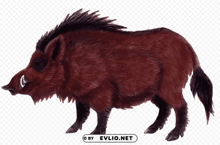 Wild Boar Clear PNG Pictures Compilation