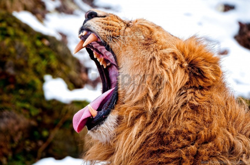 aggression anger lion muzzle snow teeth wallpaper PNG for online use