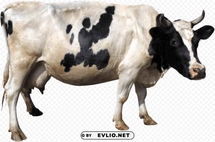 black white cow from side PNG Graphic with Transparency Isolation