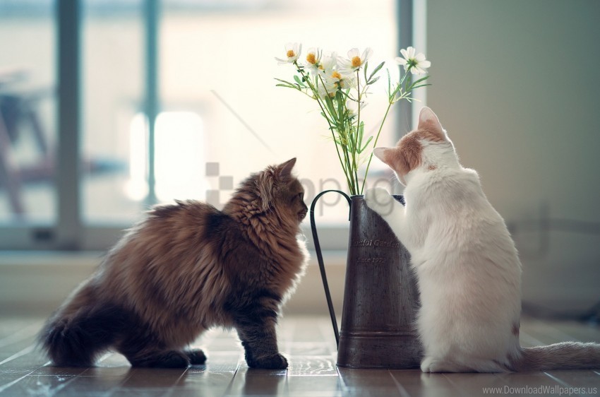 cats couple curiosity flowers vase wallpaper Free PNG download