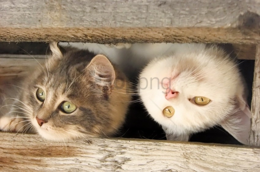 cats couple muzzle planks wooden wallpaper PNG images without watermarks