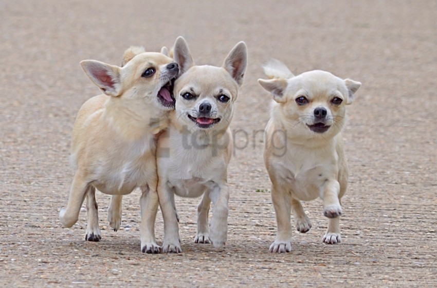 chihuahua comrades dog friends three walk wallpaper High-resolution PNG