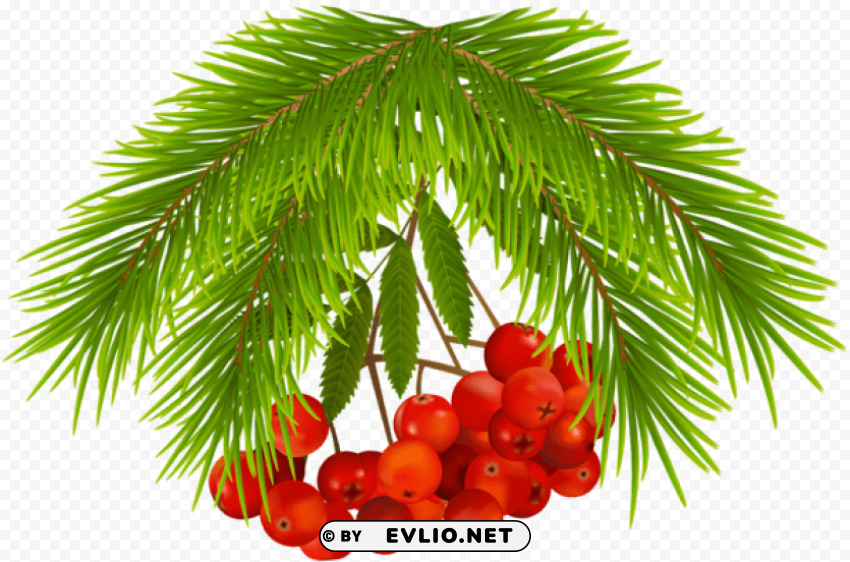 christmas holly berries PNG image with no background