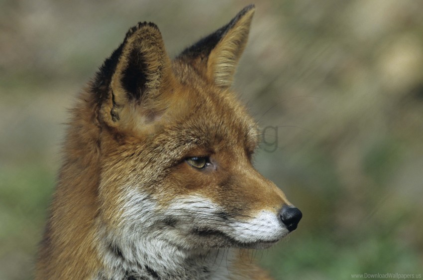 Close Up Face Fox Wallpaper Isolated Element With Clear PNG Background