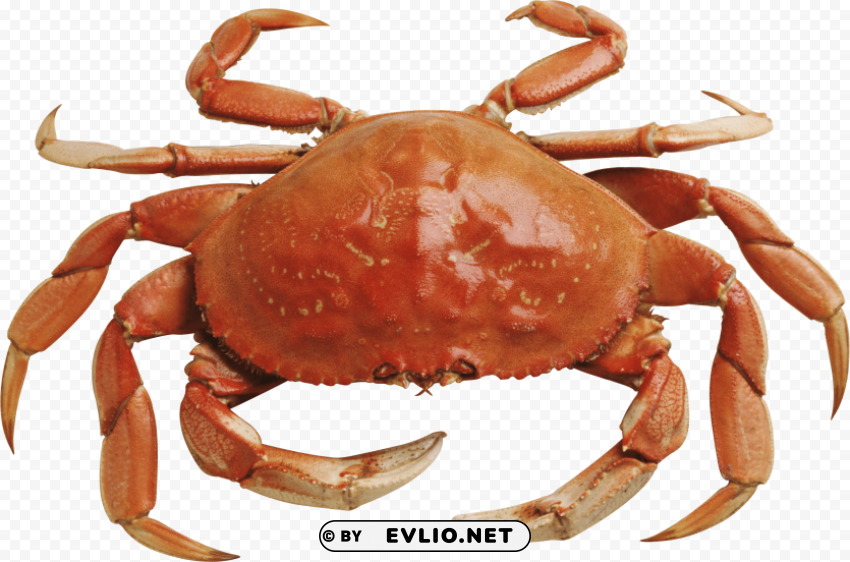 crab Isolated Character with Clear Background PNG