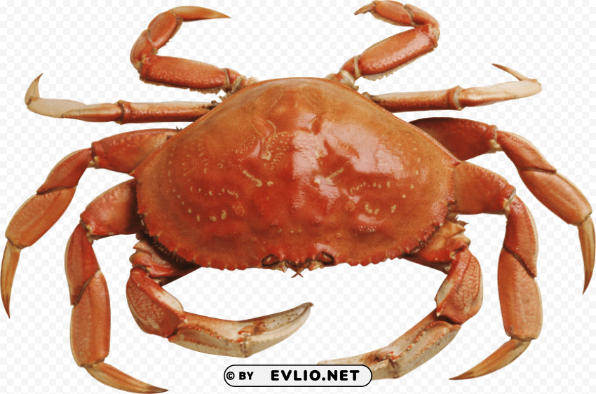 crab_png9 Isolated Illustration on Transparent PNG png images background - Image ID c267190b