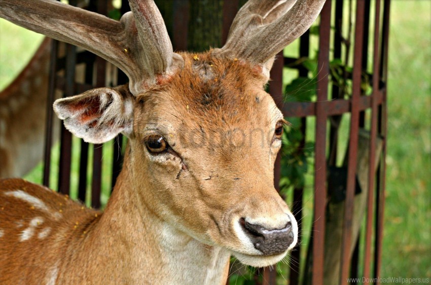 deer ears horns muzzle nose wallpaper Transparent Background PNG Object Isolation
