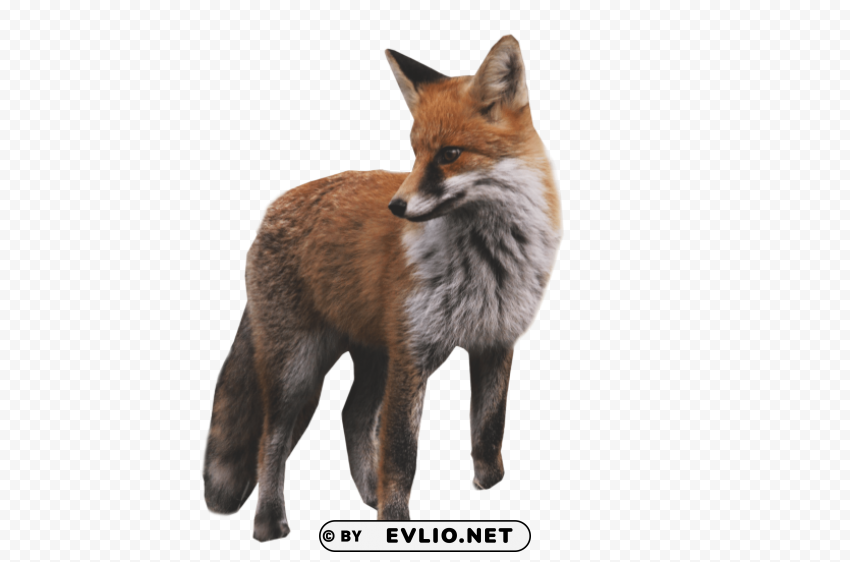 fox standing Isolated Subject with Clear Transparent PNG