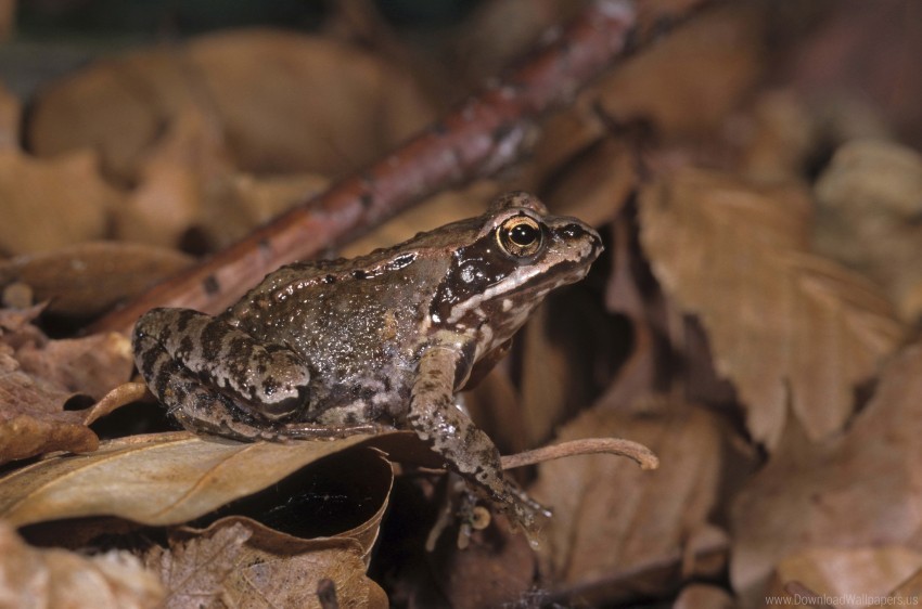 frog leaves toad wallpaper Transparent PNG vectors