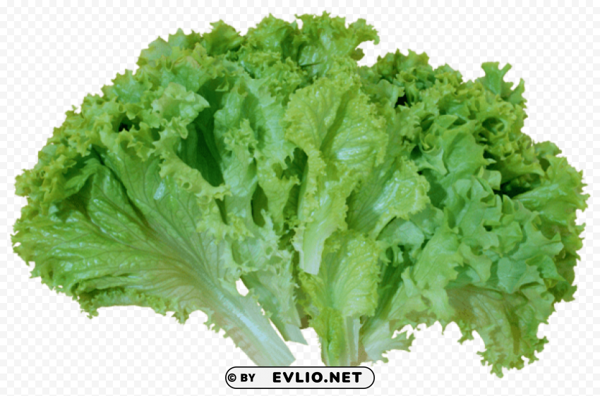 green salad lettuce PNG files with alpha channel