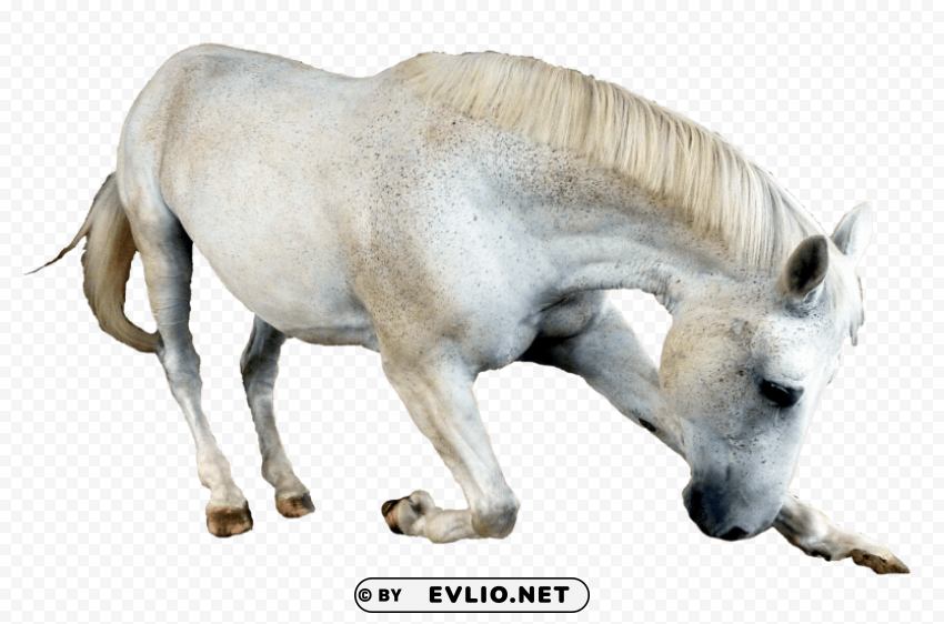 Horse Transparent background PNG clipart png images background - Image ID 11818dee