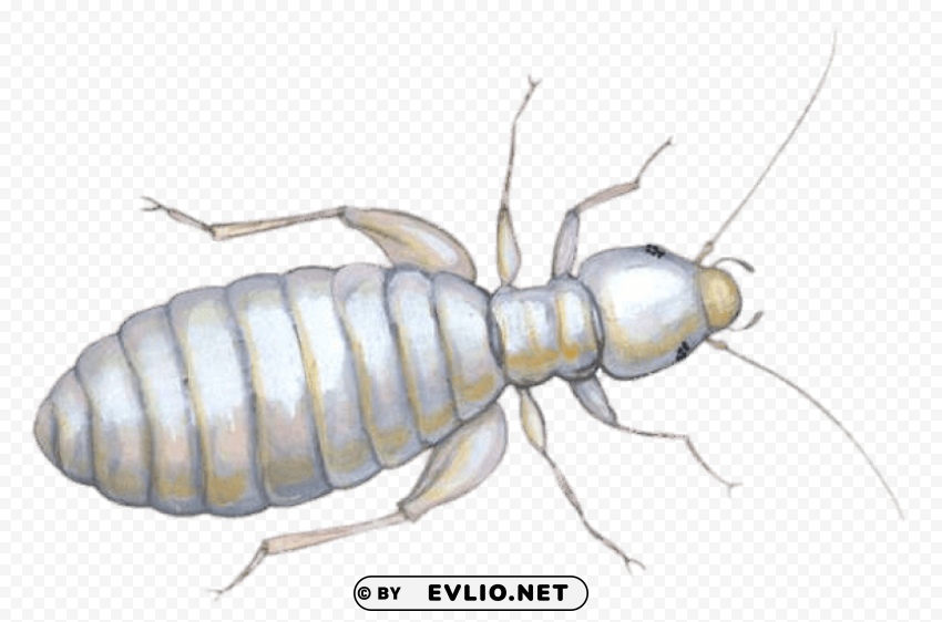 louse illustration Transparent Background Isolation in PNG Image