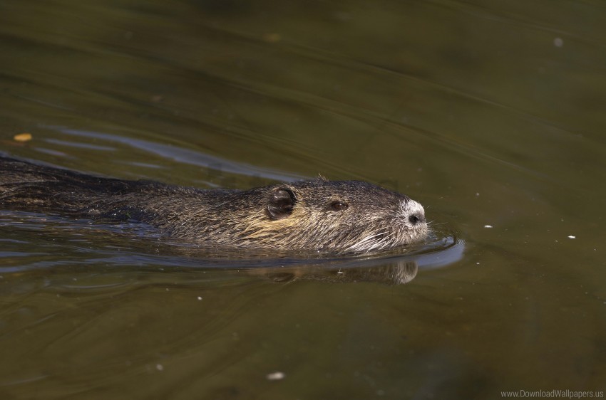nutria rodent swim water wallpaper Alpha channel transparent PNG