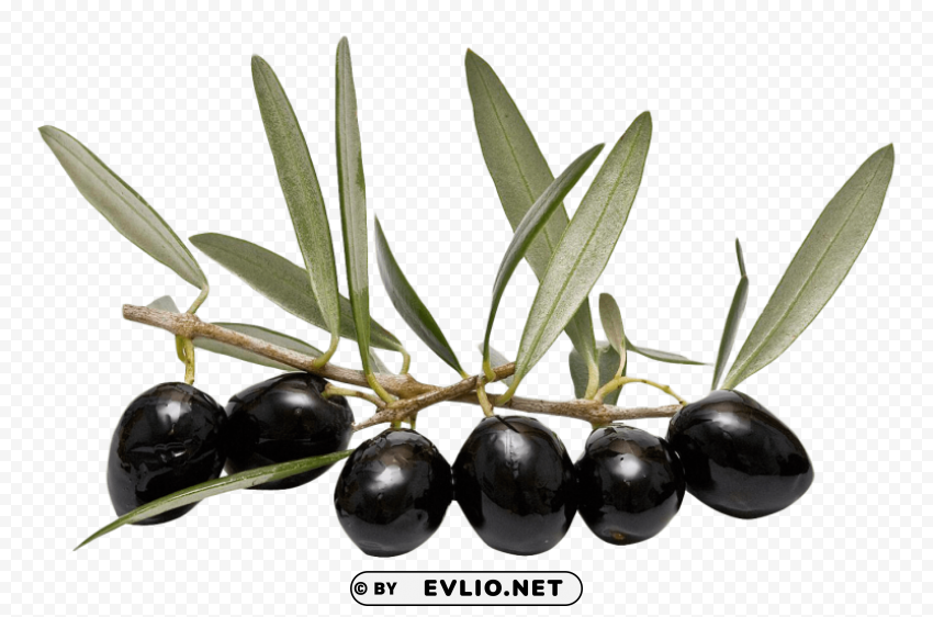 olive Transparent background PNG stock