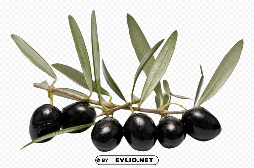 Olive With Leaf PNG graphics with alpha channel pack