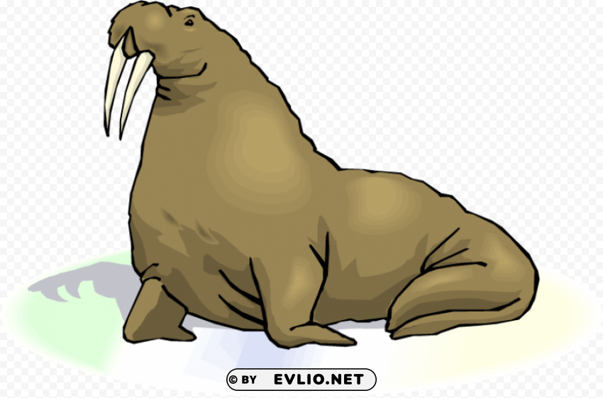walrus transparent images Clear PNG graphics free