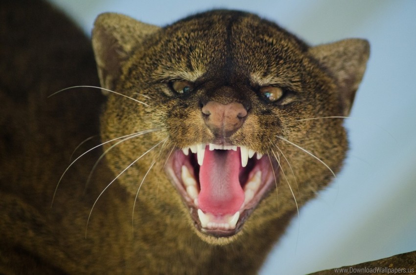 aggression big cat grin jaguarundi muzzle predator wallpaper PNG graphics for presentations