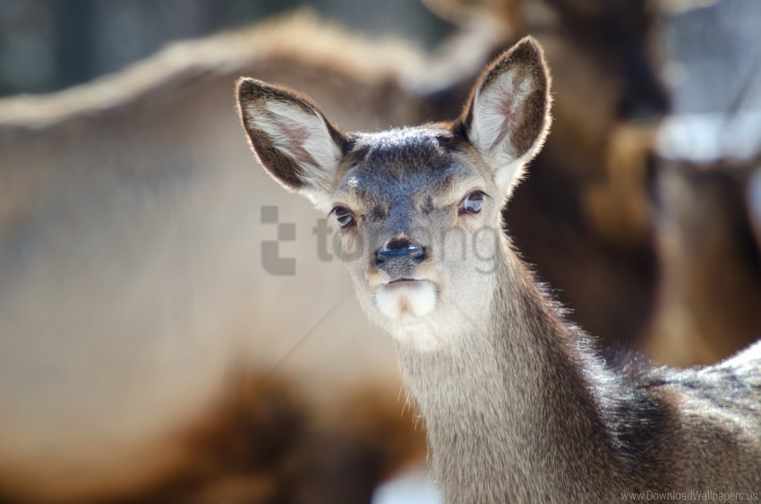 Animal Doe Ears Wallpaper HighResolution Isolated PNG With Transparency