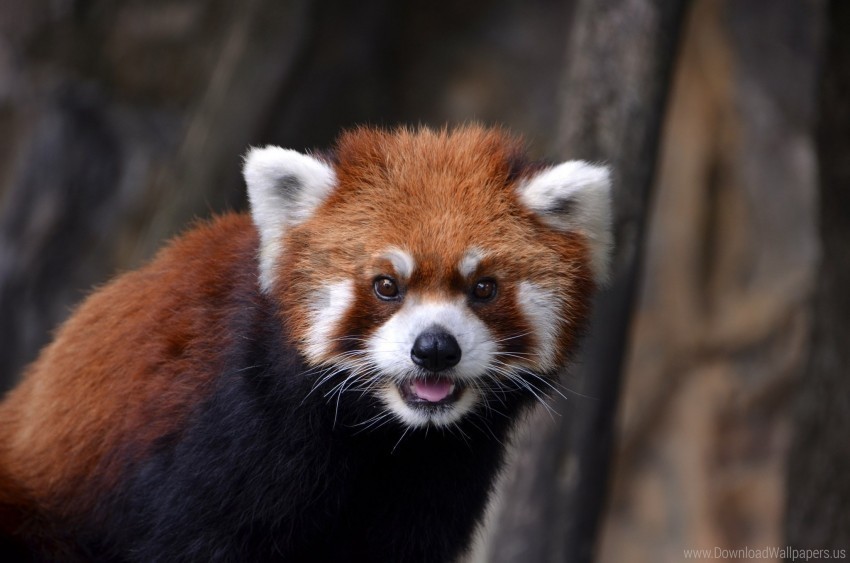 animal look red panda wallpaper Transparent PNG stock photos