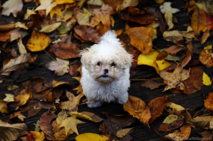 autumn dirt furry leaves puppy wallpaper PNG transparent photos vast collection