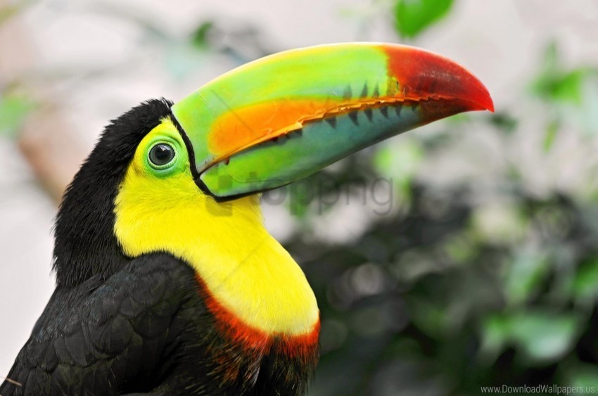 beak colorful toucan tropical bird wallpaper PNG clear images