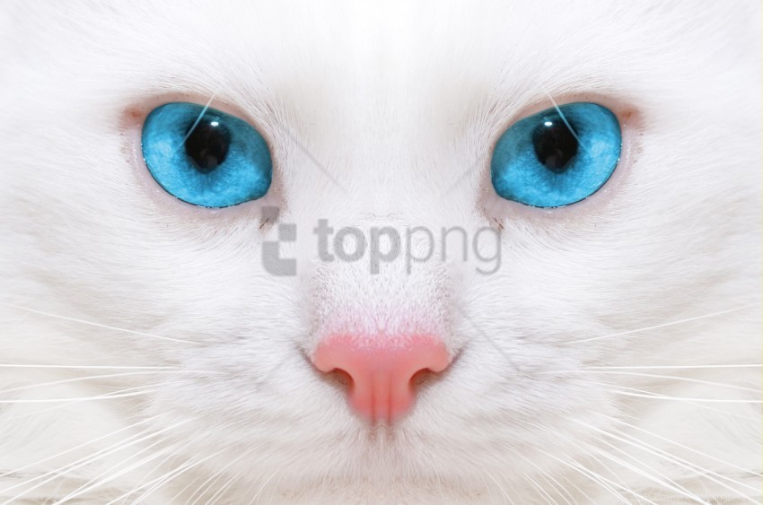 beautiful close-up kitten white cat wallpaper HD transparent PNG