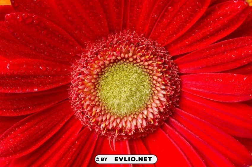 beautifulwith red gerbera Transparent PNG pictures for editing