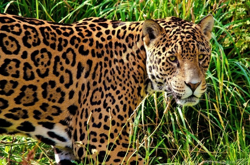 big cat grass jaguar look predator walk wallpaper PNG images with alpha channel selection