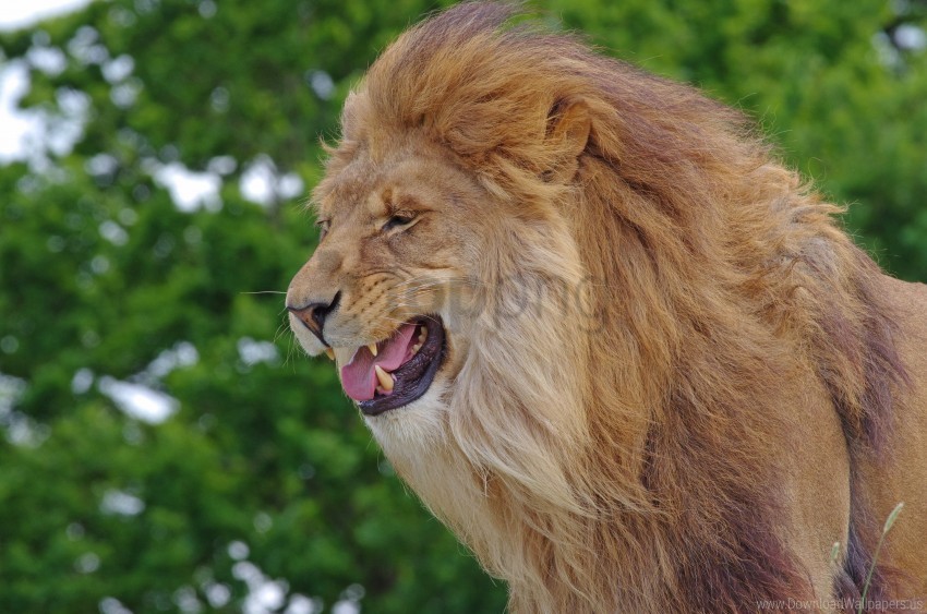 big cat king of beasts lion predator teeth wallpaper PNG transparent photos vast collection