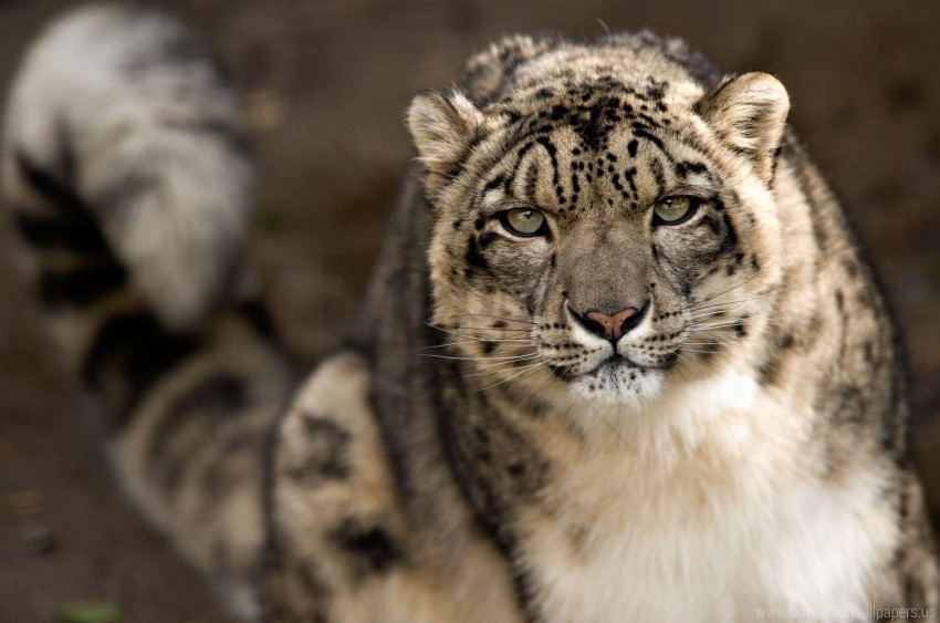 big cat look predator snow leopard wallpaper PNG images with transparent space