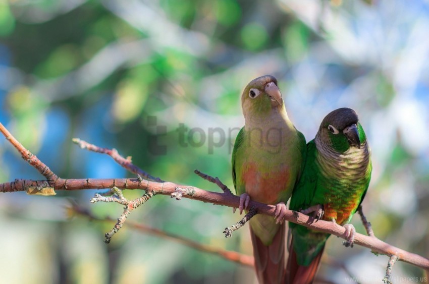 bird branch parrots sit wallpaper Clear Background PNG Isolated Item