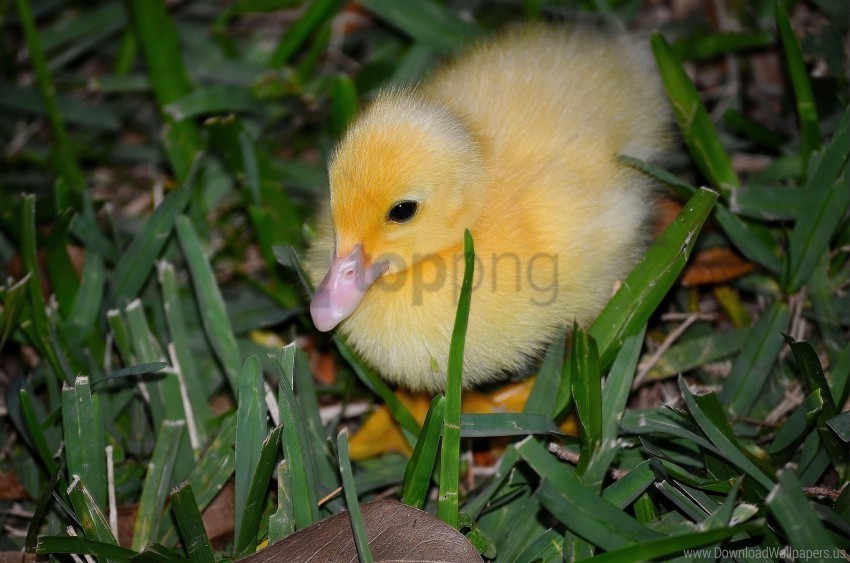 Bird Duckling Grass Lie Wallpaper Transparent PNG Pictures For Editing