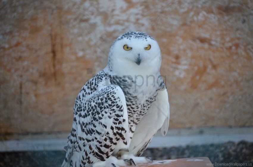 bird predator snowy owl wallpaper PNG with transparent background for free