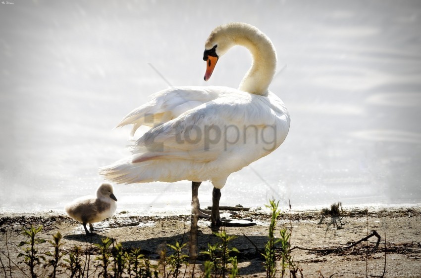 birds nestling swan wallpaper PNG clear images