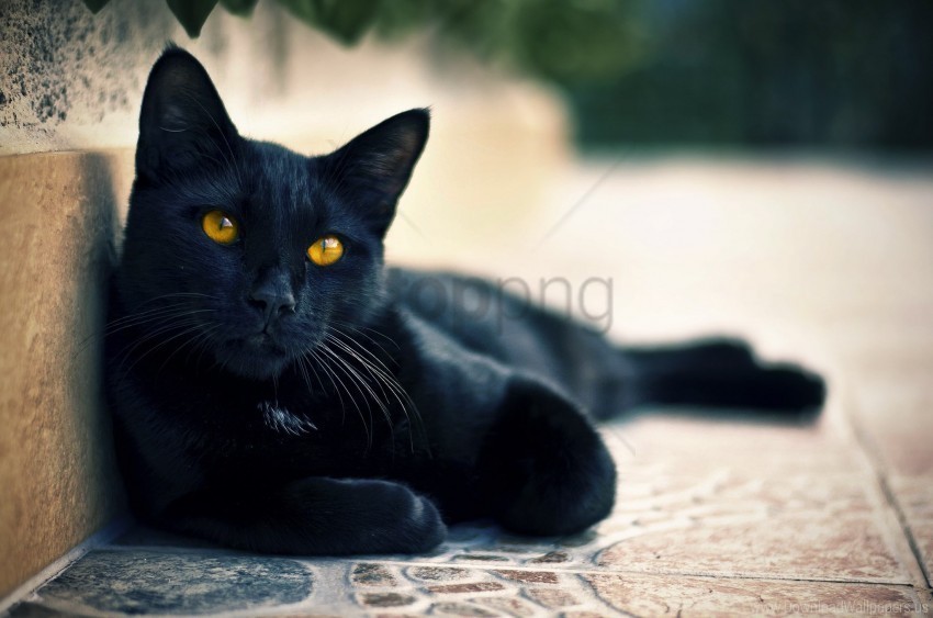 black cat eyes face lying wallpaper PNG images with alpha transparency selection