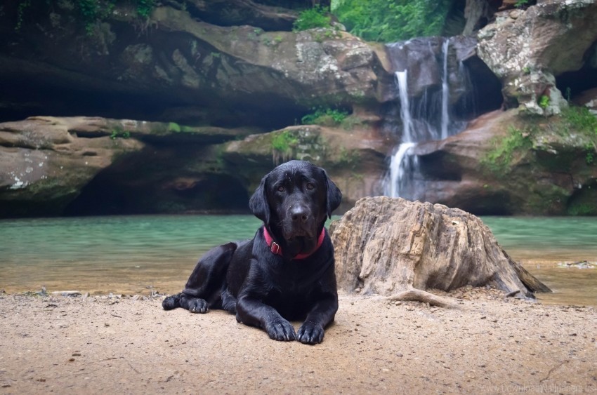 black dog down labrador sand waterfall wallpaper Isolated Subject in HighResolution PNG