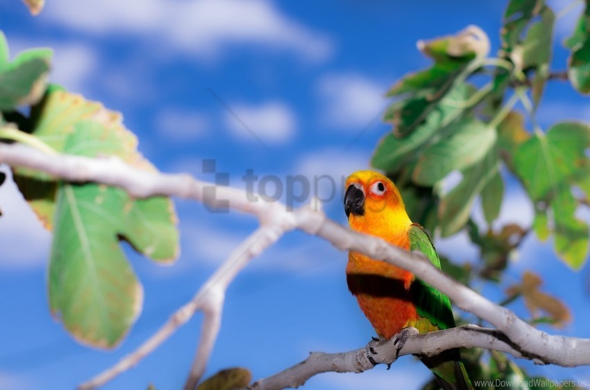 branch endayya parrot wallpaper Isolated Subject on HighResolution Transparent PNG