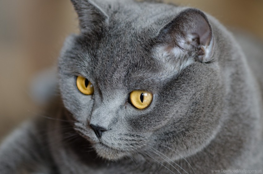 briton cat face fat wallpaper Transparent PNG images for design
