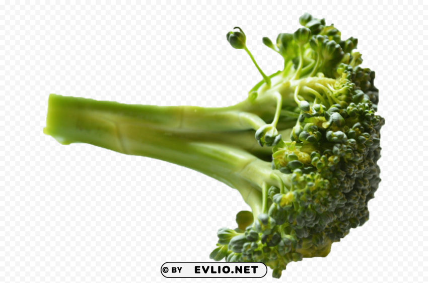 broccoli PNG with transparent background free