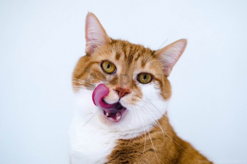 cat lick oneself muzzle spotted tongue wallpaper Free PNG download no background