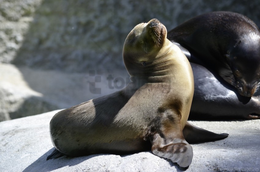 couple fur seal playful wallpaper PNG photo