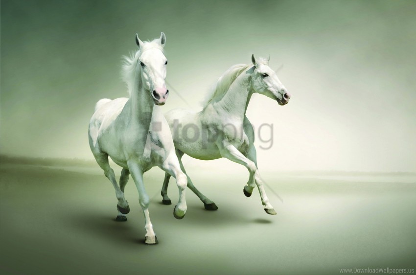 couple horse running wallpaper Transparent PNG Isolated Element with Clarity