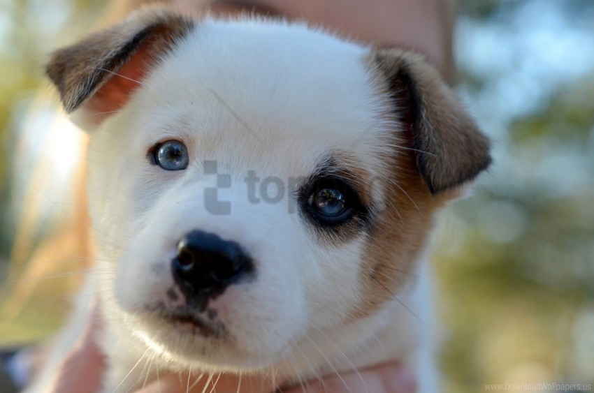 cute face puppy spotted wallpaper HD transparent PNG