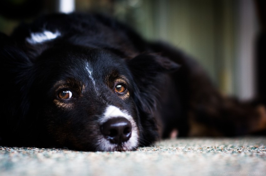 dog eyes face sadness wallpaper Isolated Subject in Transparent PNG