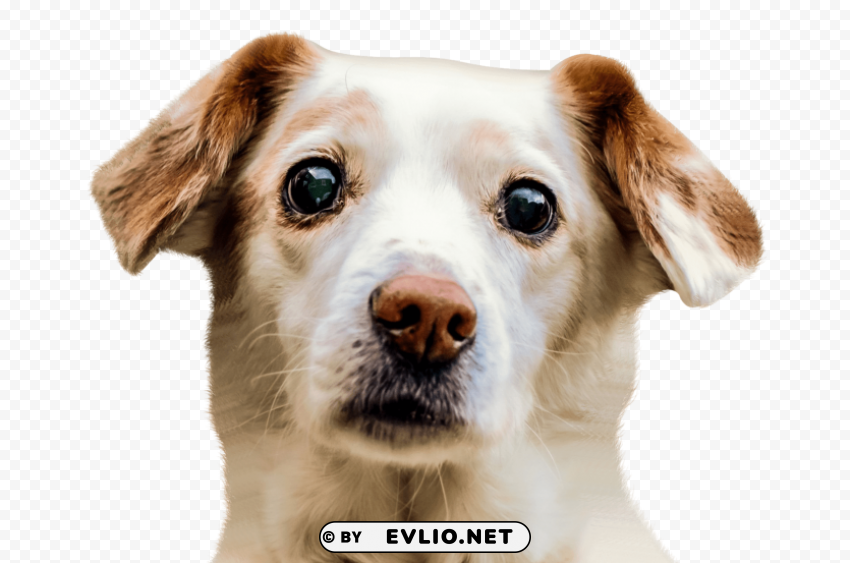 dog face ClearCut Background PNG Isolation